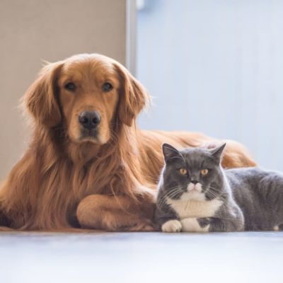 corona effects pets