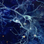 brain cell could shake up neuroscience