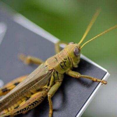 2293562 Bug 1646506471 517 640x480 1 400x400