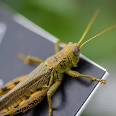 2293562 Bug 1646506471 517 640x480 1